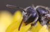 Andrena sp.